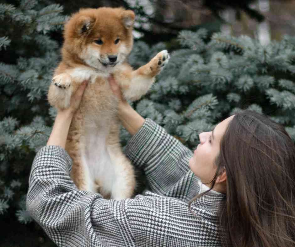 woman holds a shiba inu puppy in the air