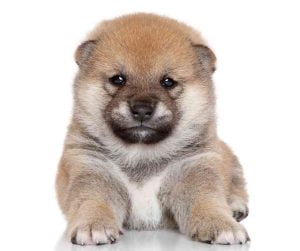 cute fluffy shiba inu puppy