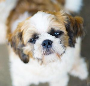 A cute shih tzu mix yorkshire terrier dog with a white and caramel colored coat looks at the camera