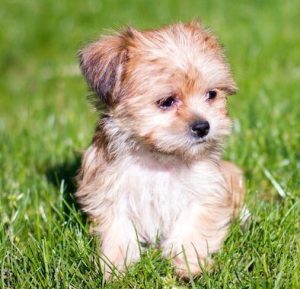 A cute yorkshire terrier mix shih tzu dog with a caramel colored coat