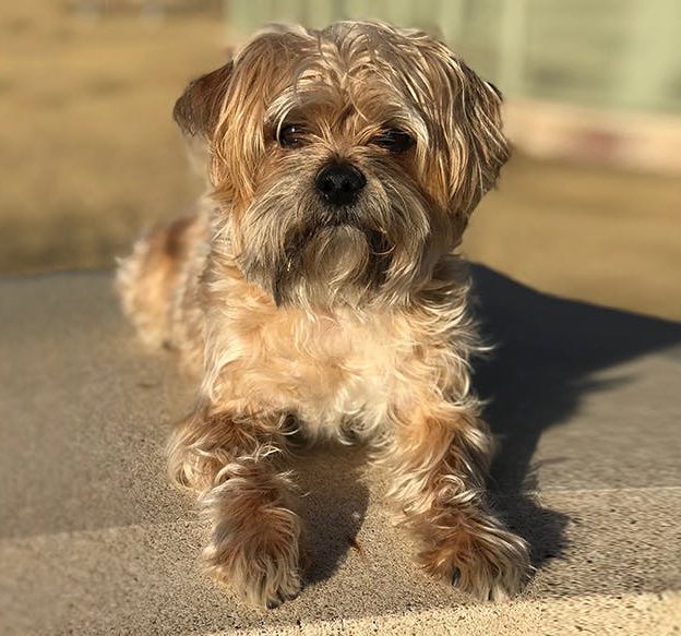 A shaggy little yorkshire terrier shih tzu mix shorkie breed dog