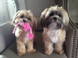 A pair of shih tzu mix yorkie dogs, one has a toy in her mouth.