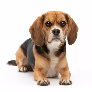 Beaglier dog breed photo