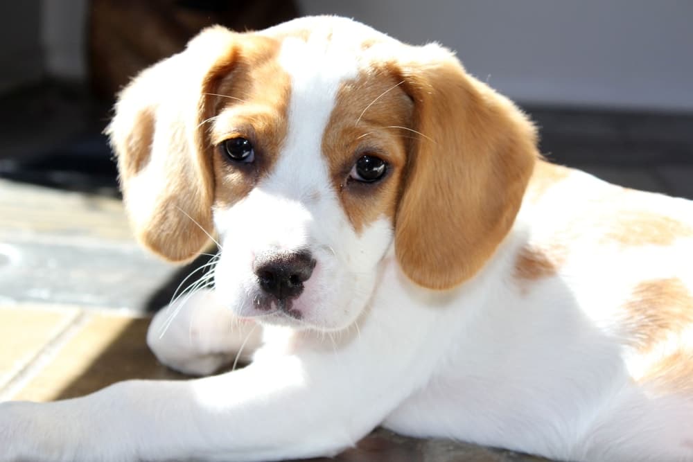 Beaglier puppy