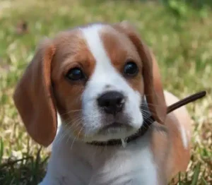 Photo of a beaglier puppy dog