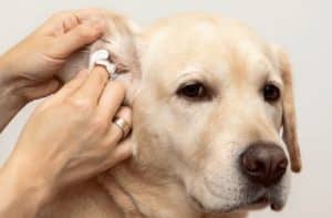 Photo of a dog having his ear cleansed