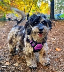 Doxiepoo dog photo