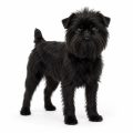 Affenpincher dog