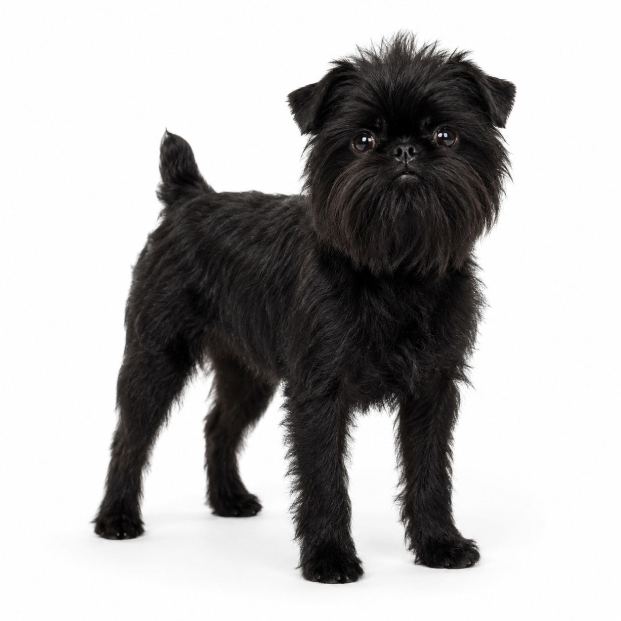 An Affenpinscher dog