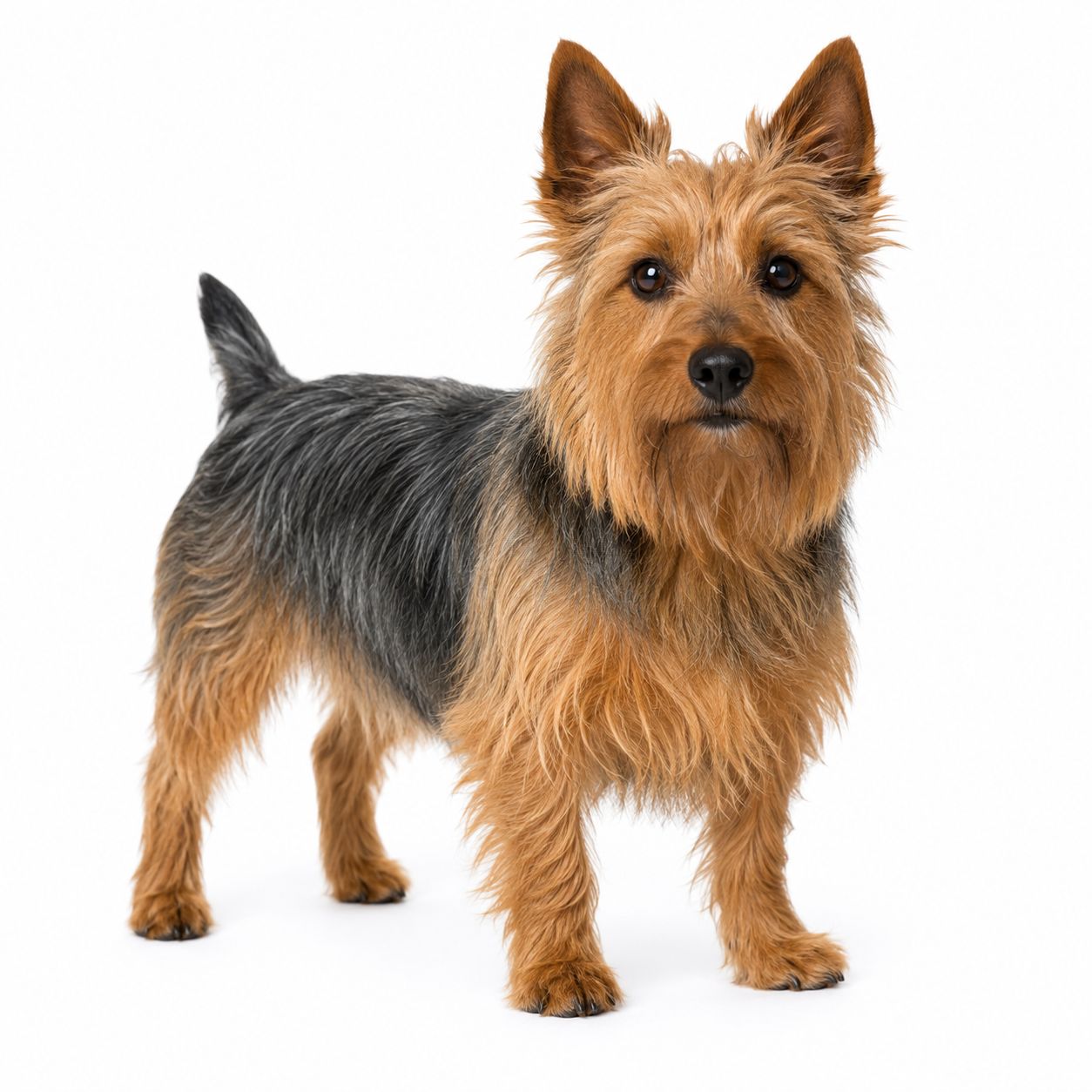 An Australian Terrier dog