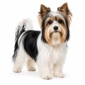 A Biewer Terrier dog