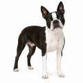 Boston terrier