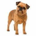 Brussels griffon