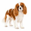 Cavalier King Charles spaniel