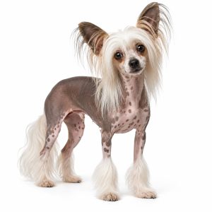 Chinese crested dog