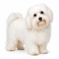 Coton de tulear dog