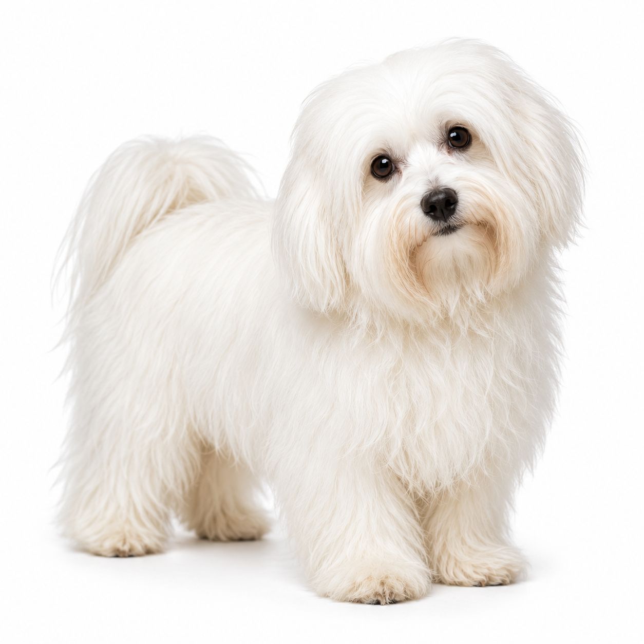 A Coton de Tulear dog