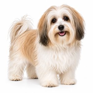 Havanese dog