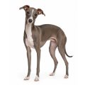 Italian Greyhound dog