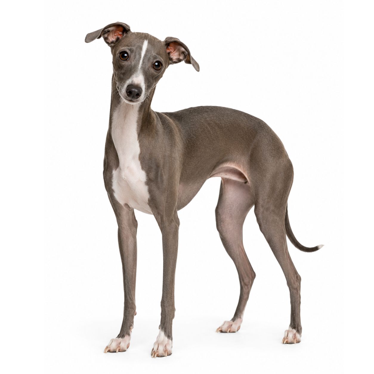 An Italian Greyhound dog