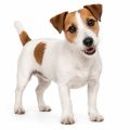 Jack russell terrier