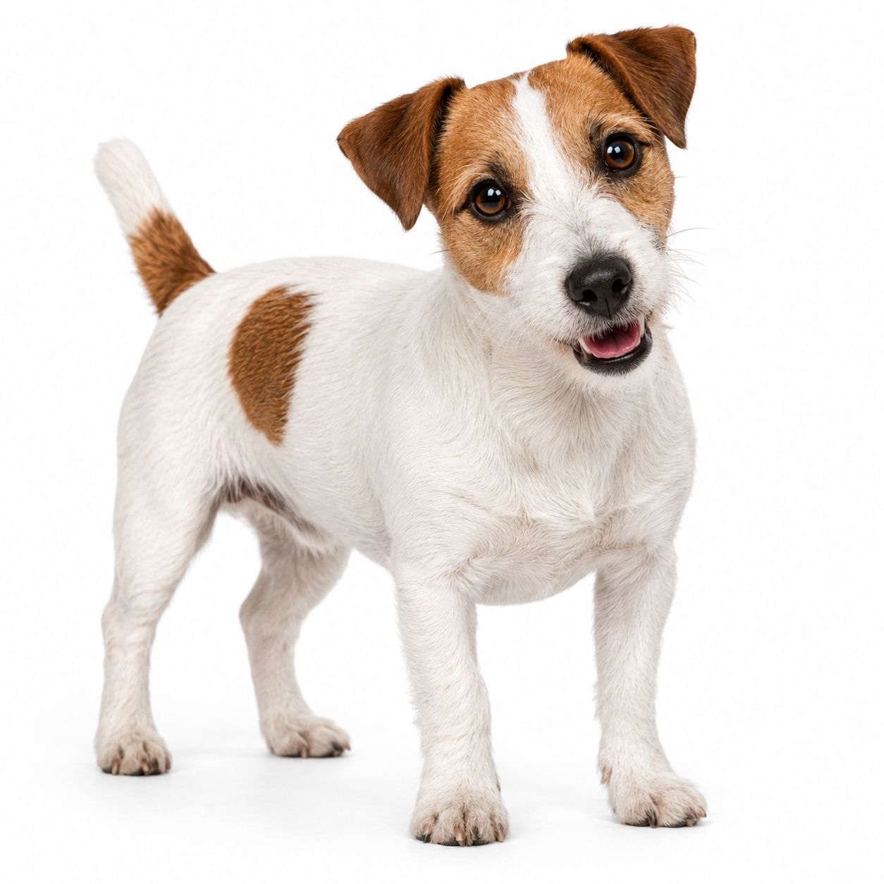 A Jack Russell Terrier dog