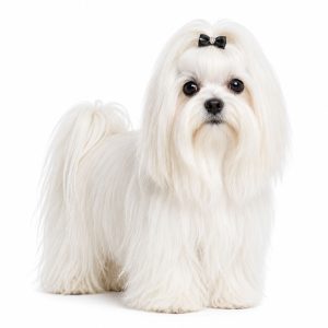 Maltese Dogs