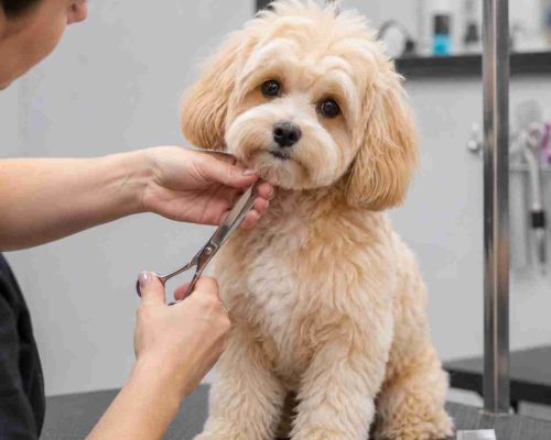 Maltipoo being groomed.