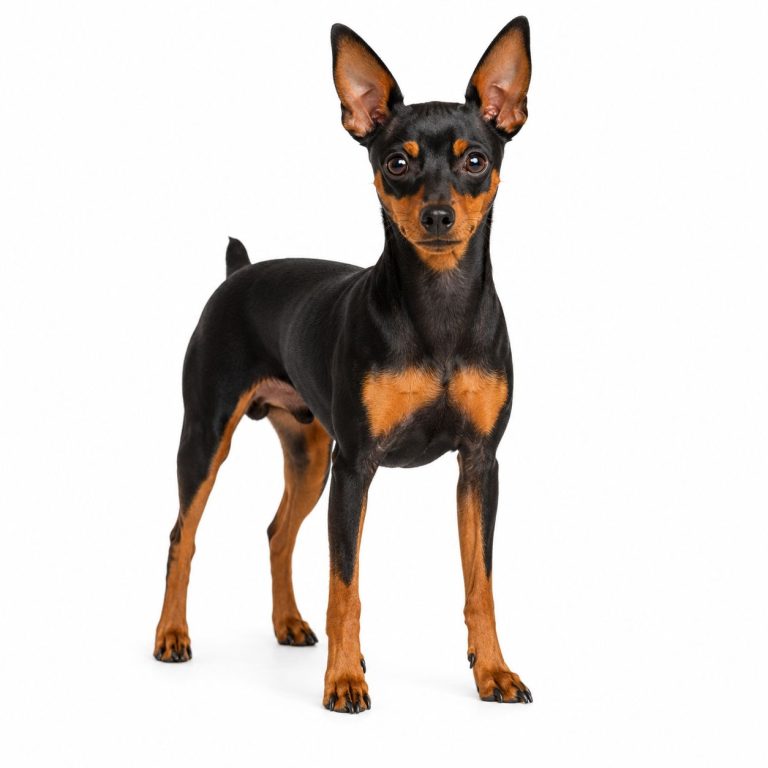 Miniature pinscher