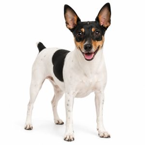 Rat Terrier