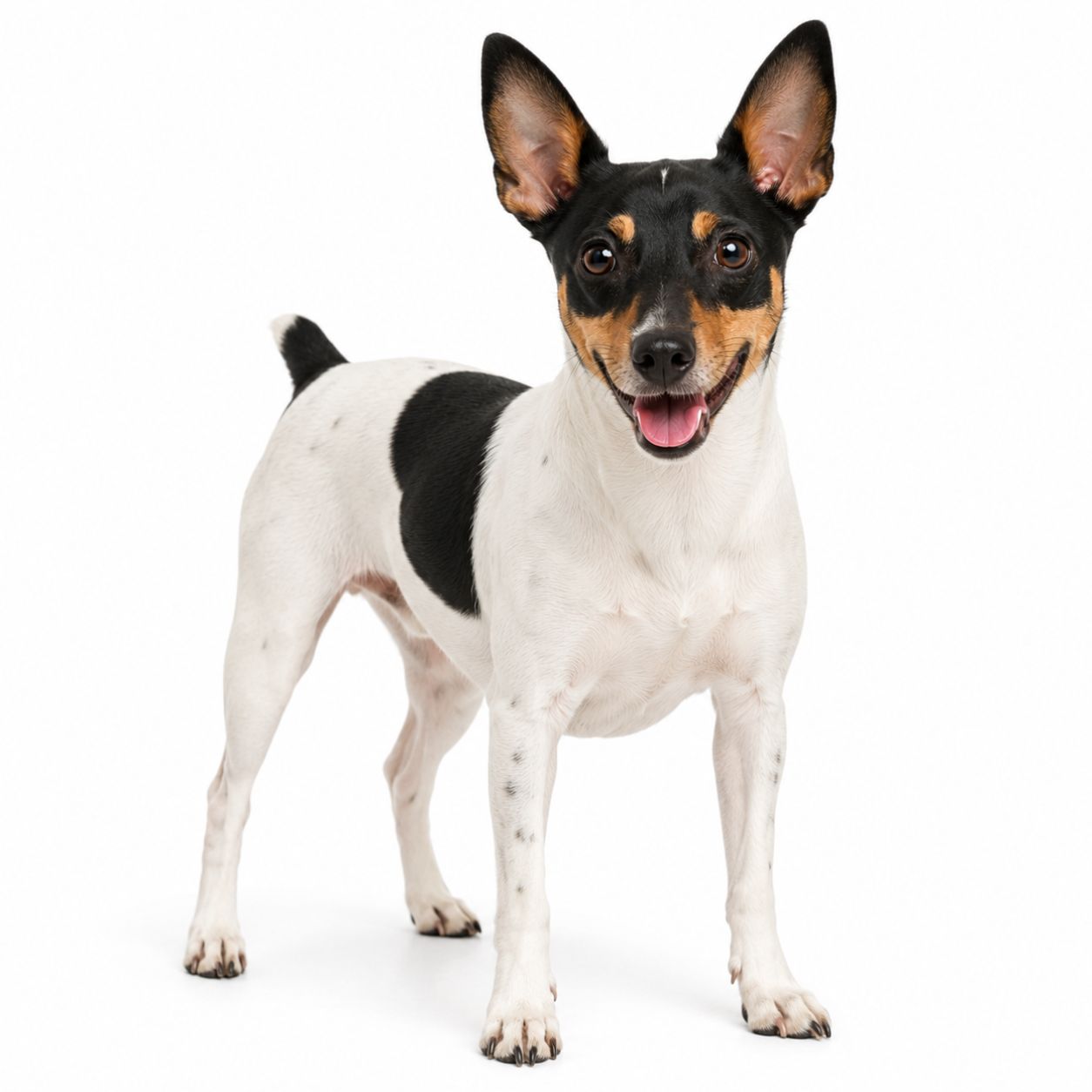 A rat terrier dog