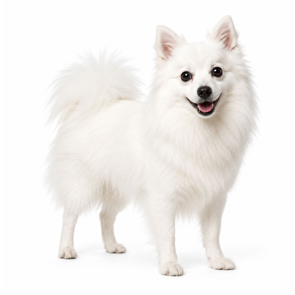 An American Eskimo Dog