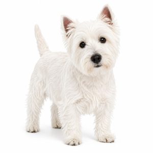 West highland white terrier
