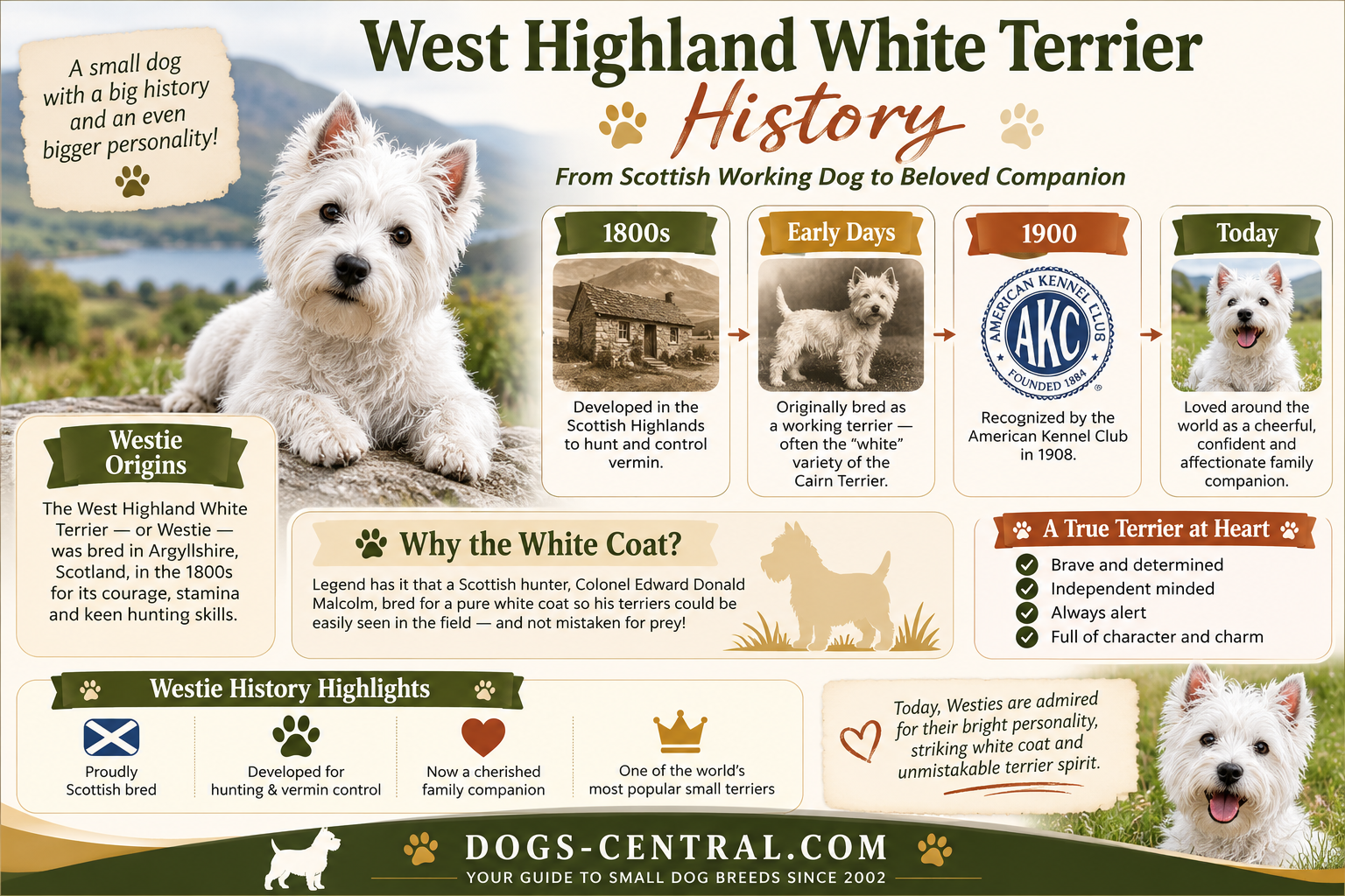 West highland white terrier westy history infographic