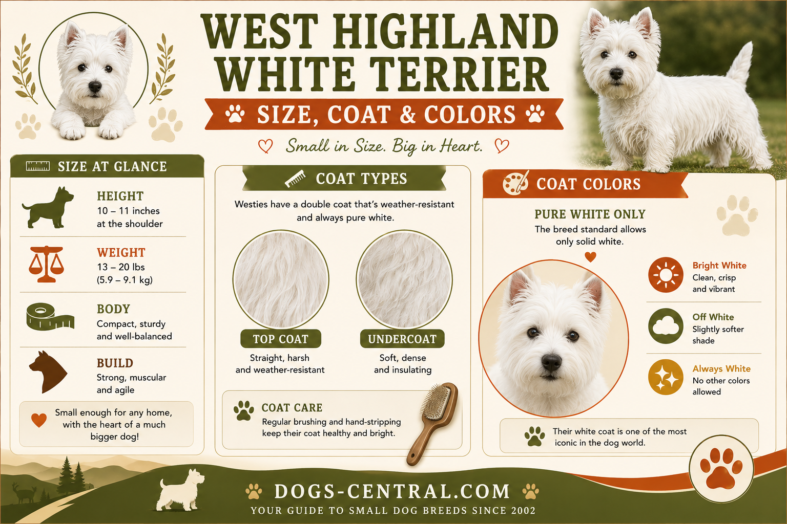 Westie size coat appearance