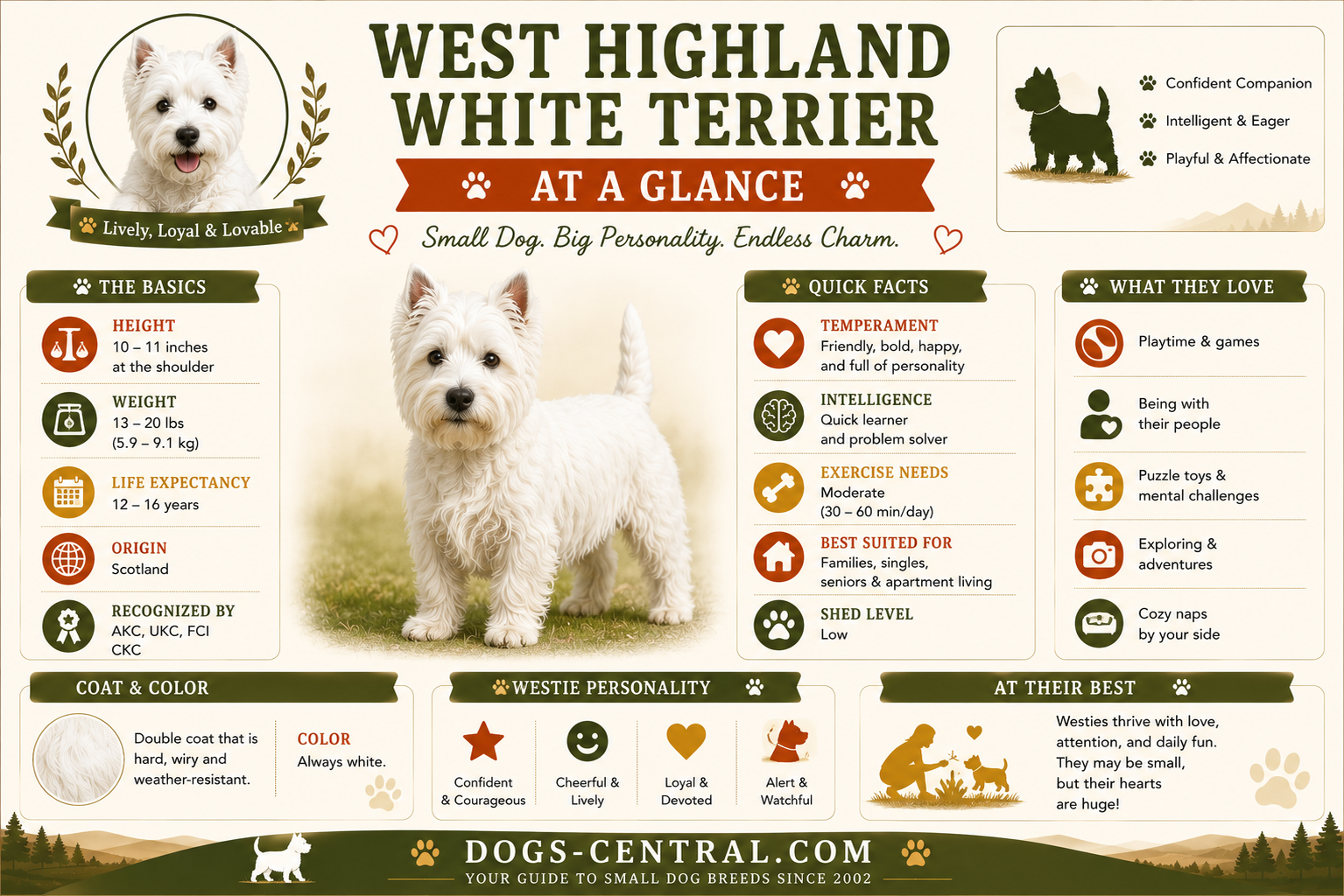 West highland white terriers at a glance infographic