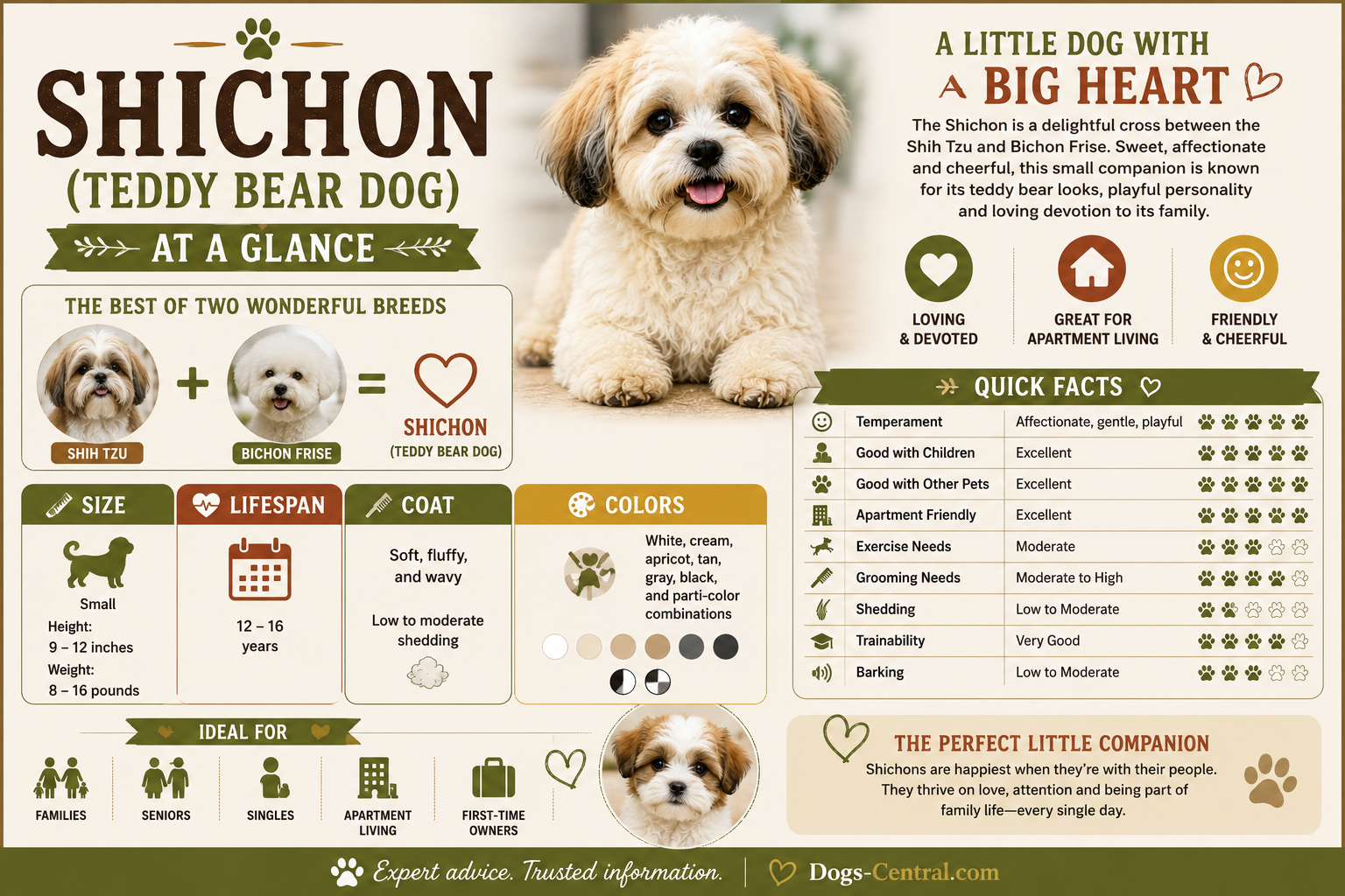 Shichon at a glance infographic featuring key facts about the Shichon (Teddy Bear Dog) breed.