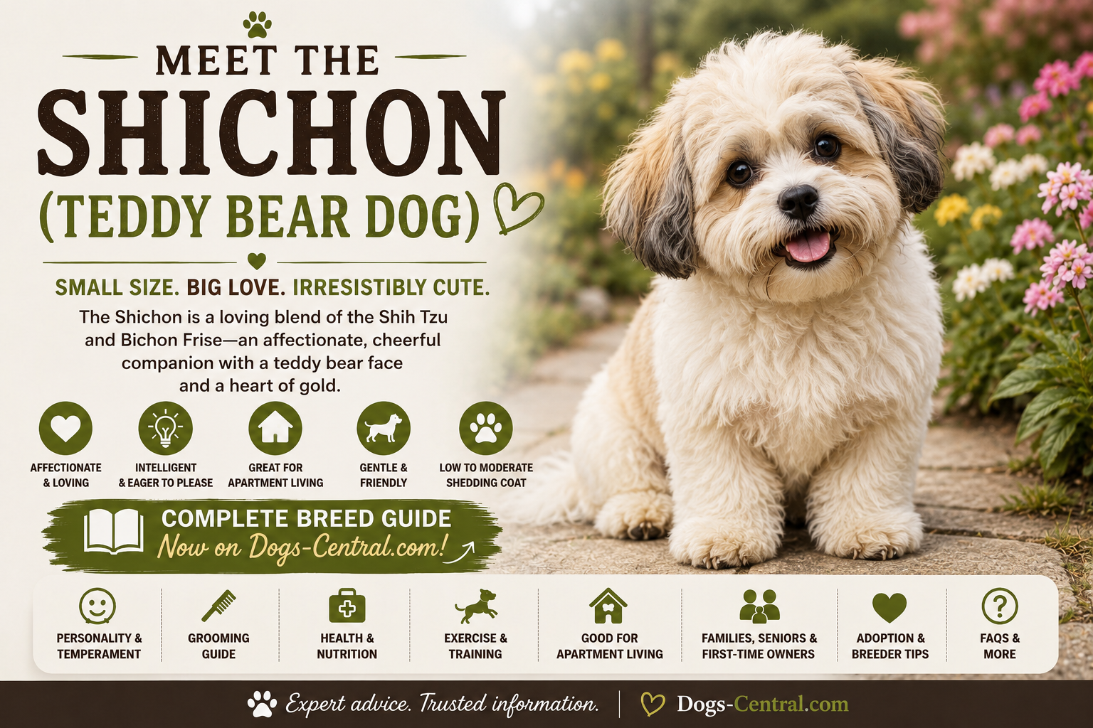 Hero image for Dogs Central's Shichon (Teddy Bear Dog) breed guide featuring a friendly adult Shichon with key breed information.
