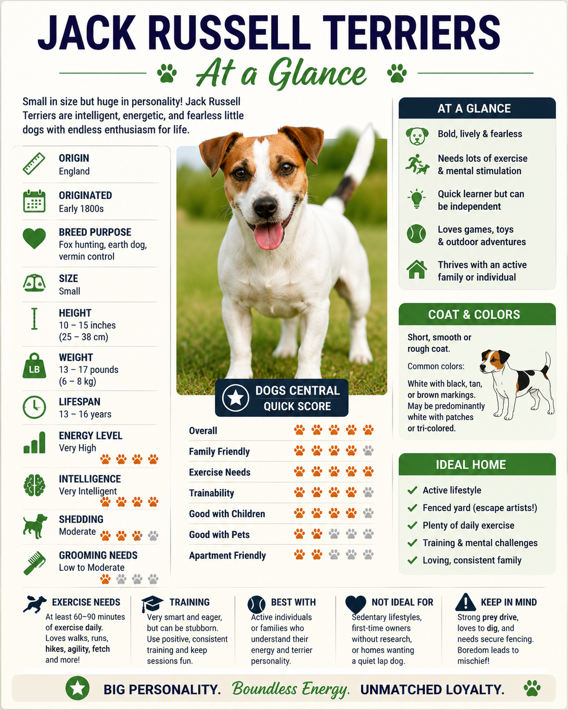 Jack Russell Terriers at a Glance infographic