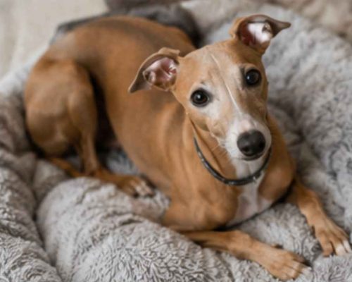 Italian greyhound sitting on a sofa