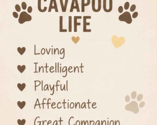 Cavapoo life