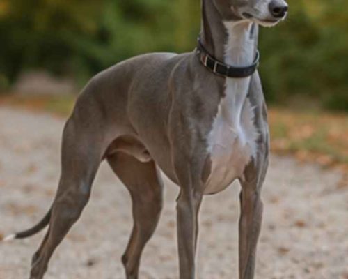 Italian grayhound outdoors on a fall day
