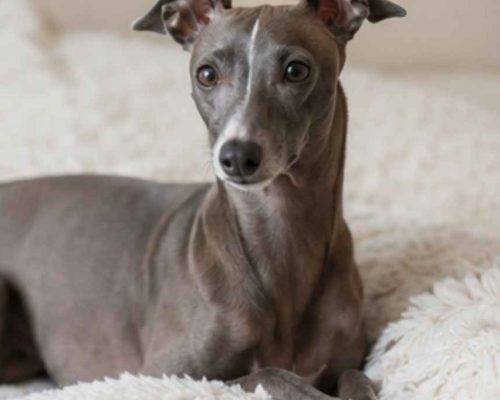 Italian grayhound resting on a sheepskin rug