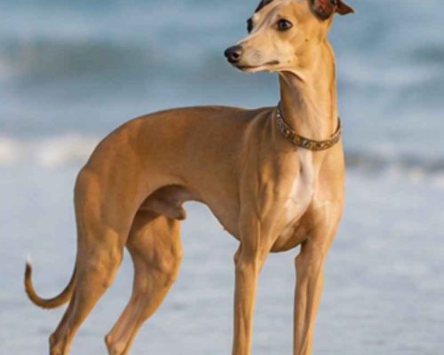 Italian greyhound at the beach