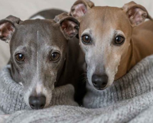Two italian grayhounds under a blanket