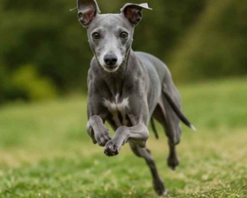 Italian grayhound running in the grass