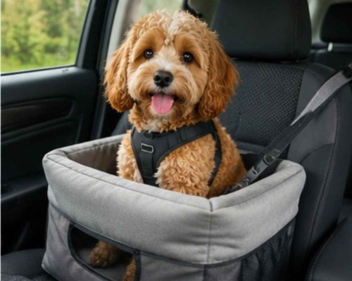 Cavapoo puppy riding in a car seat