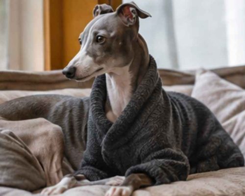 Italian grayhound wearing a sweater