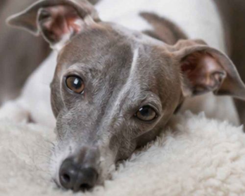 Close up shot of an italian grayhound's face