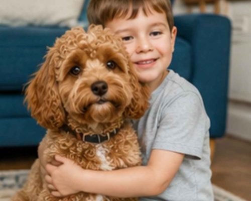 Cavapoo and a little boy